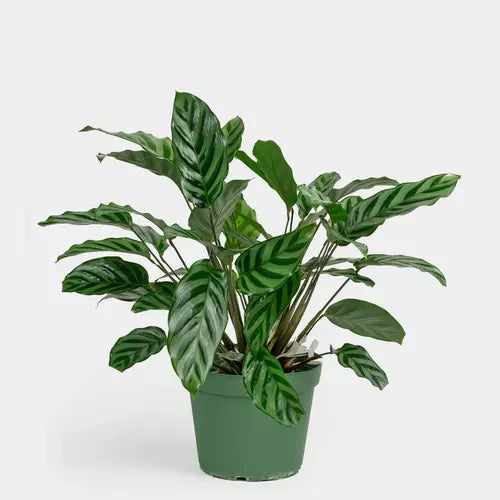 Calathea louisae 'Freddy' | Seller's Choice, Hainan Collection