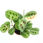 Maranta leuconeura (Kerchoceana Variegata) | Seller's Choice, Hong Kong Collection