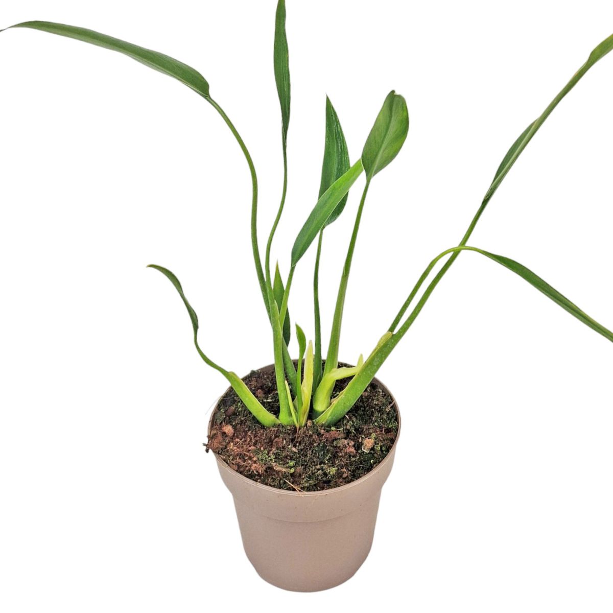 Philodendron sucre slim | Seller's Choice, Hong Kong Collection