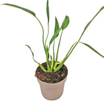 Philodendron sucre slim | Seller's Choice, Hong Kong Collection