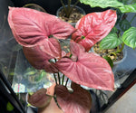 Syngonium 'Orm Nak' | Seller's Choice, Hong Kong Collection