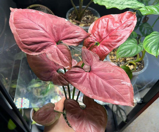 Syngonium 'Orm Nak' | Seller's Choice, Hong Kong Collection