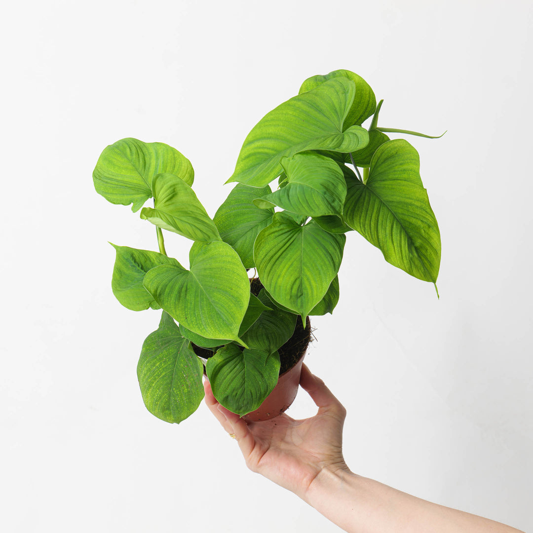 Philodendron sp. original | Seller's Choice, Hong Kong Collection