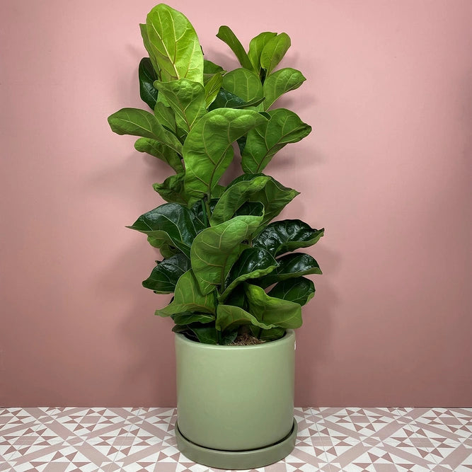 Ficus lyrata 'Bambino' | Seller's Choice, Hong Kong Collection