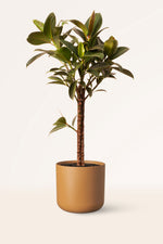 Ficus elastica 'Melany' | Seller's Choice, Hong Kong Collection