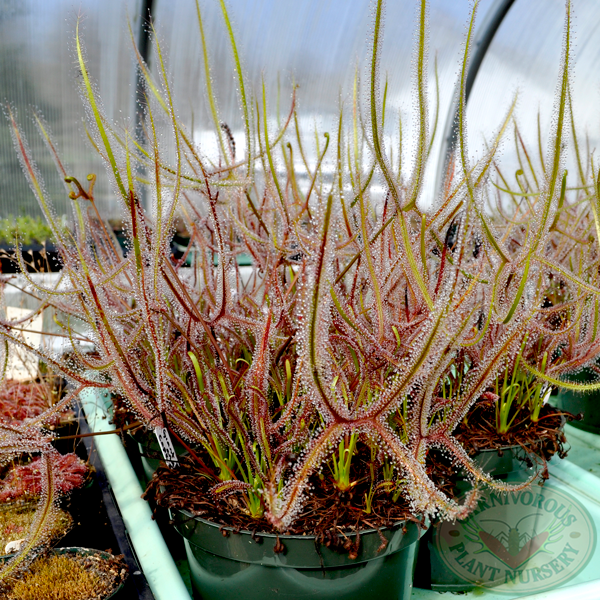 Drosera binata | Seller's Choice, Hong Kong Collection
