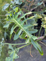 Philodendron 'Bob Cee' | Seller's Choice, Hainan Collection