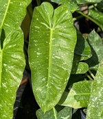 Philodendron 'Jose Buono'green | Seller's Choice, Hainan Collection