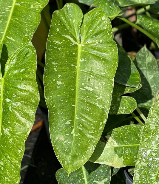 Philodendron 'Jose Buono'green | Seller's Choice, Hainan Collection