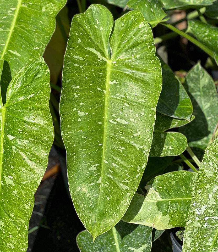 Philodendron 'Jose Buono'green | Seller's Choice, Hainan Collection