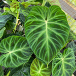 Philodendron verrucosum | Seller's Choice, Hong Kong Collection