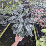 Ctenanthe setosa 'exotica' | Seller's Choice, Hainan Collection