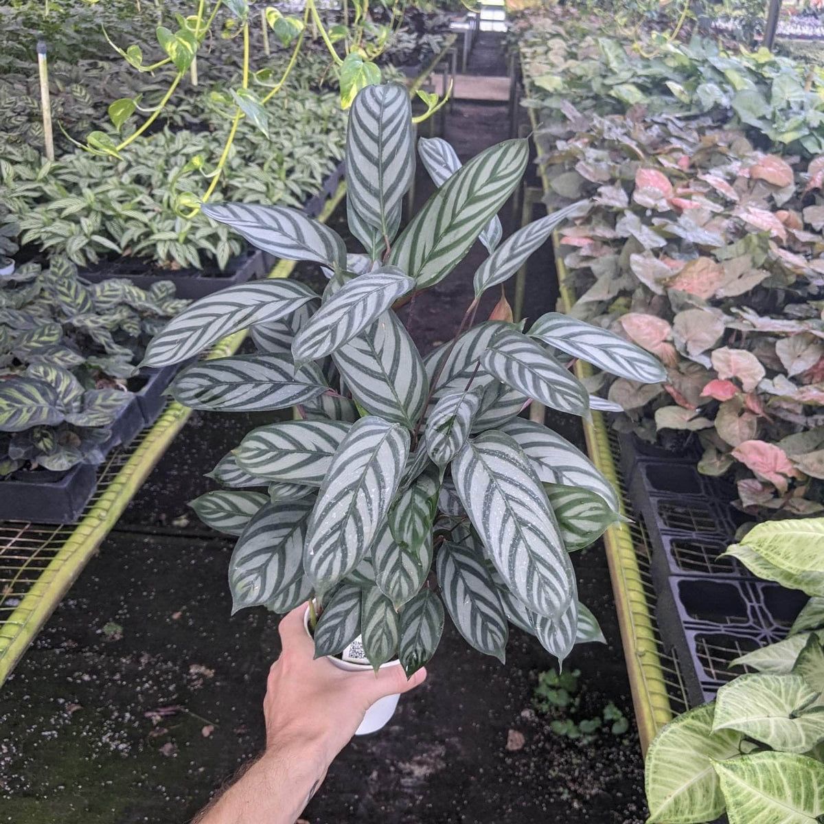 Ctenanthe setosa 'exotica' | Seller's Choice, Hainan Collection
