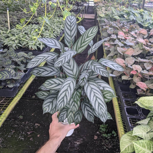 Ctenanthe setosa 'exotica' | Seller's Choice, Hainan Collection