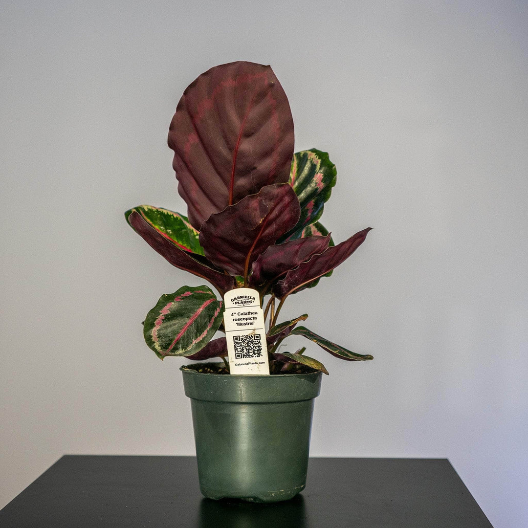 Calathea Roseo Picta 'Illustrus' | Seller's Choice, Hainan Collection