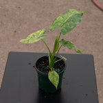 Alocasia Gageana Aurea Variegated | Seller's Choice, Hainan Collection