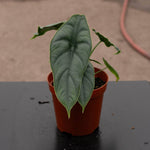 Alocasia Puncak Borneensis' | Seller's Choice, Hong Kong Collection