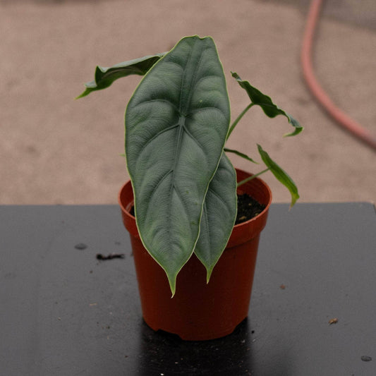 Alocasia Puncak Borneensis' | Seller's Choice, Hong Kong Collection