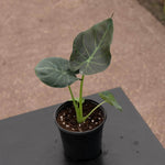 Alocasia Shields' | Seller's Choice, Hong Kong Collection
