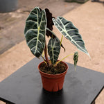 Alocasia watsoniana sp.. | Seller's Choice, Hong Kong Collection
