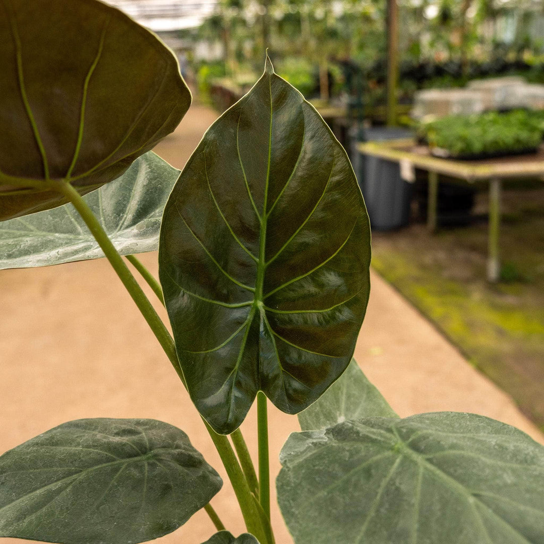 Alocasia 'Wentii' | Seller's Choice, Hainan Collection
