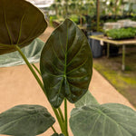Alocasia 'Wentii' | Seller's Choice, Hainan Collection
