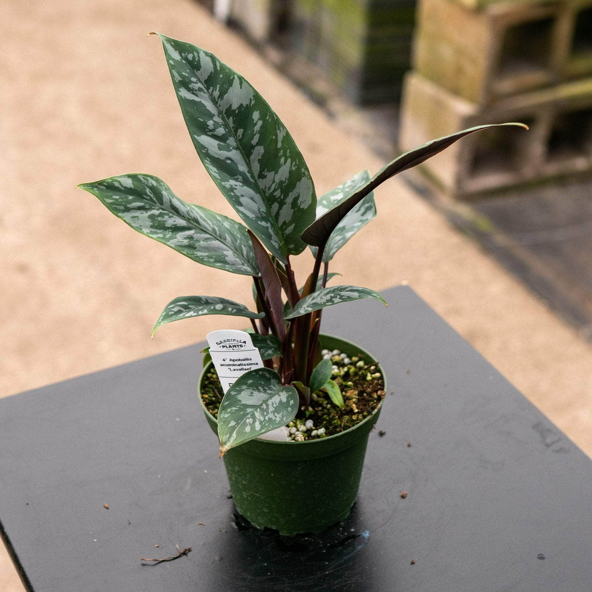 Apoballis acuminatissima 'Lavallaei' | Seller's Choice, Hong Kong Collection