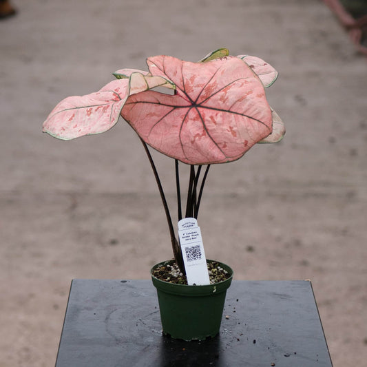 Caladium 'Peach Juice/Ann' | Seller's Choice, Hong Kong Collection