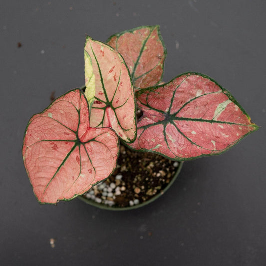 Caladium 'The Scarlet Girl/Heidi' | Seller's Choice, Hong Kong Collection