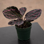 Calathea Roseo Picta 'Dottie' | Seller's Choice, Hainan Collection