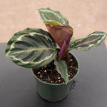 Calathea roseopicta 'Medallion' | Seller's Choice, Hong Kong Collection