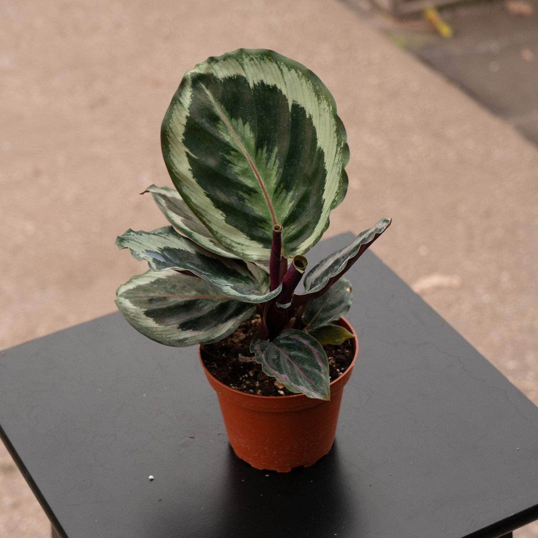 Calathea Roseo Picta'Medallion' | Seller's Choice, Hainan Collection