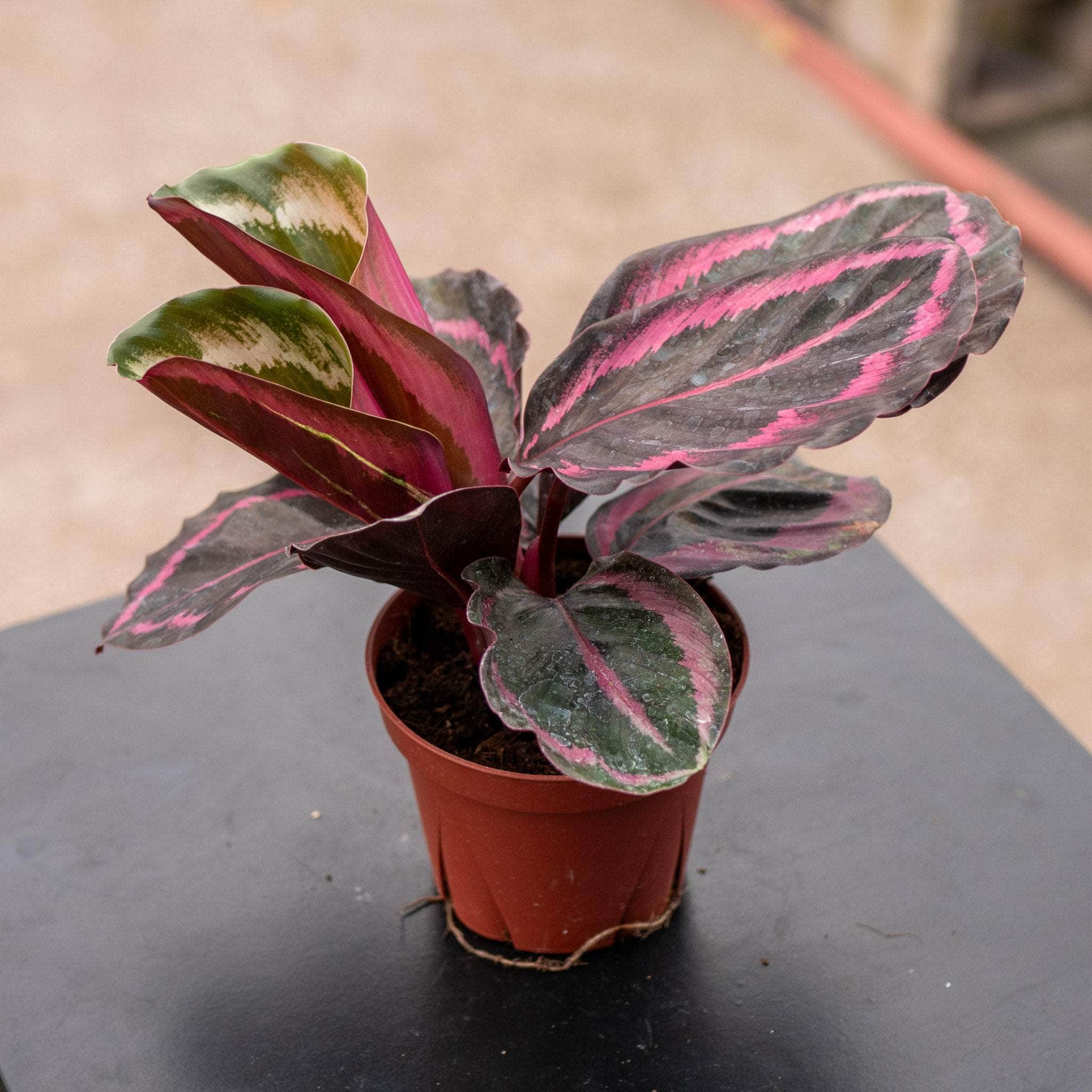 Calathea Roseo Picta Princess Jessie | Seller's Choice, Hainan Collection