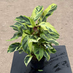 Calathea 'Fushion Yellow' | Seller's Choice, Hong Kong Collection