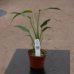 Monstera Burle Marx flame | Seller's Choice, Hainan Collection