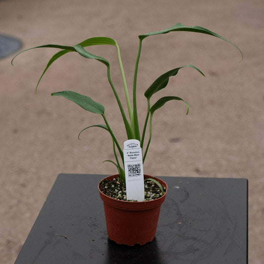 Monstera Burle Marx flame | Seller's Choice, Hainan Collection