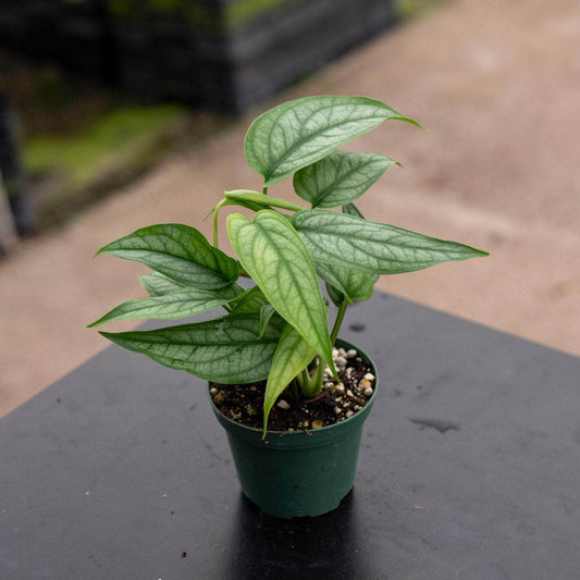 Monstera siltepecana | Seller's Choice, Hong Kong Collection