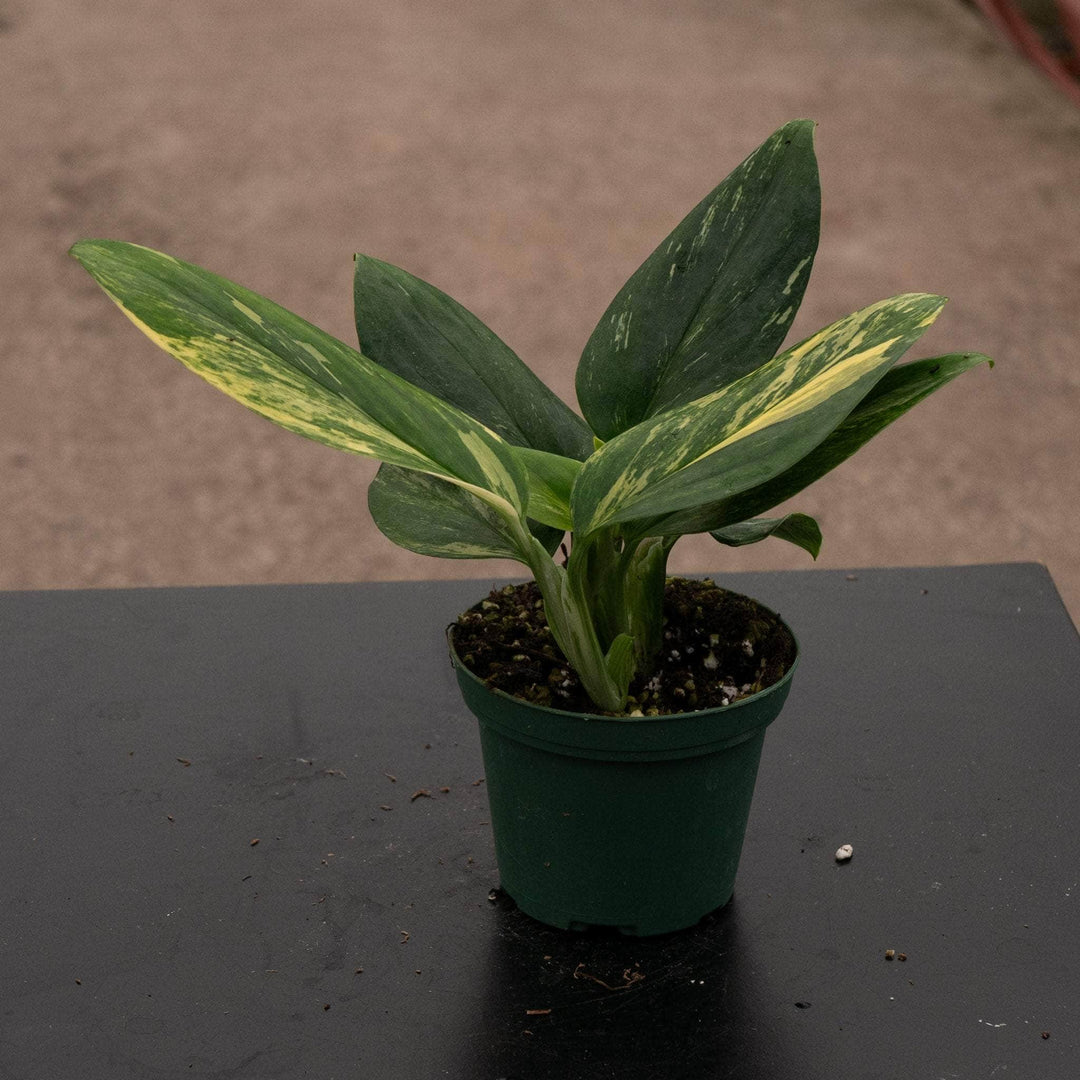 Monstera standleyana variegata TC | Seller's Choice, Hong Kong Collection
