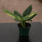 Monstera standleyana variegata TC | Seller's Choice, Hong Kong Collection