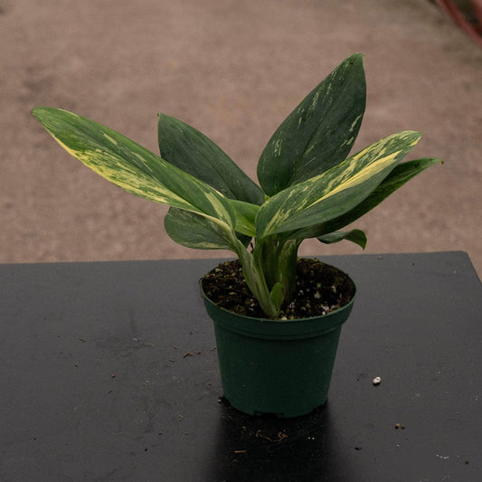 Monstera standleyana variegata TC | Seller's Choice, Hong Kong Collection