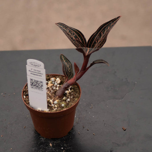 Anoectochilus 'Chapaensis'(Ludisia 46) | Seller's Choice, Hong Kong Collection