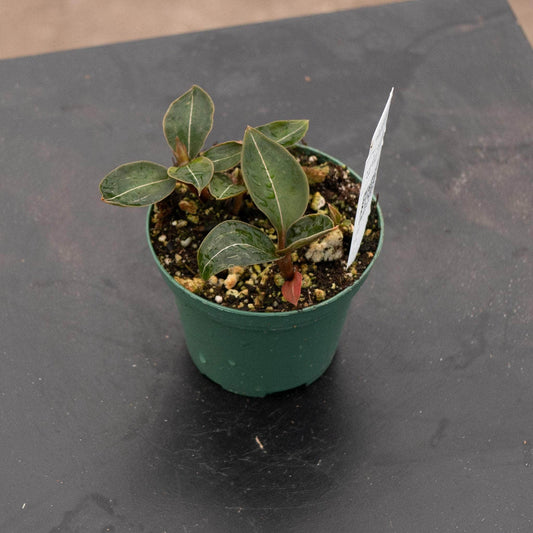Ludisia discolor nigricans 'Black' | Seller's Choice, Hong Kong Collection