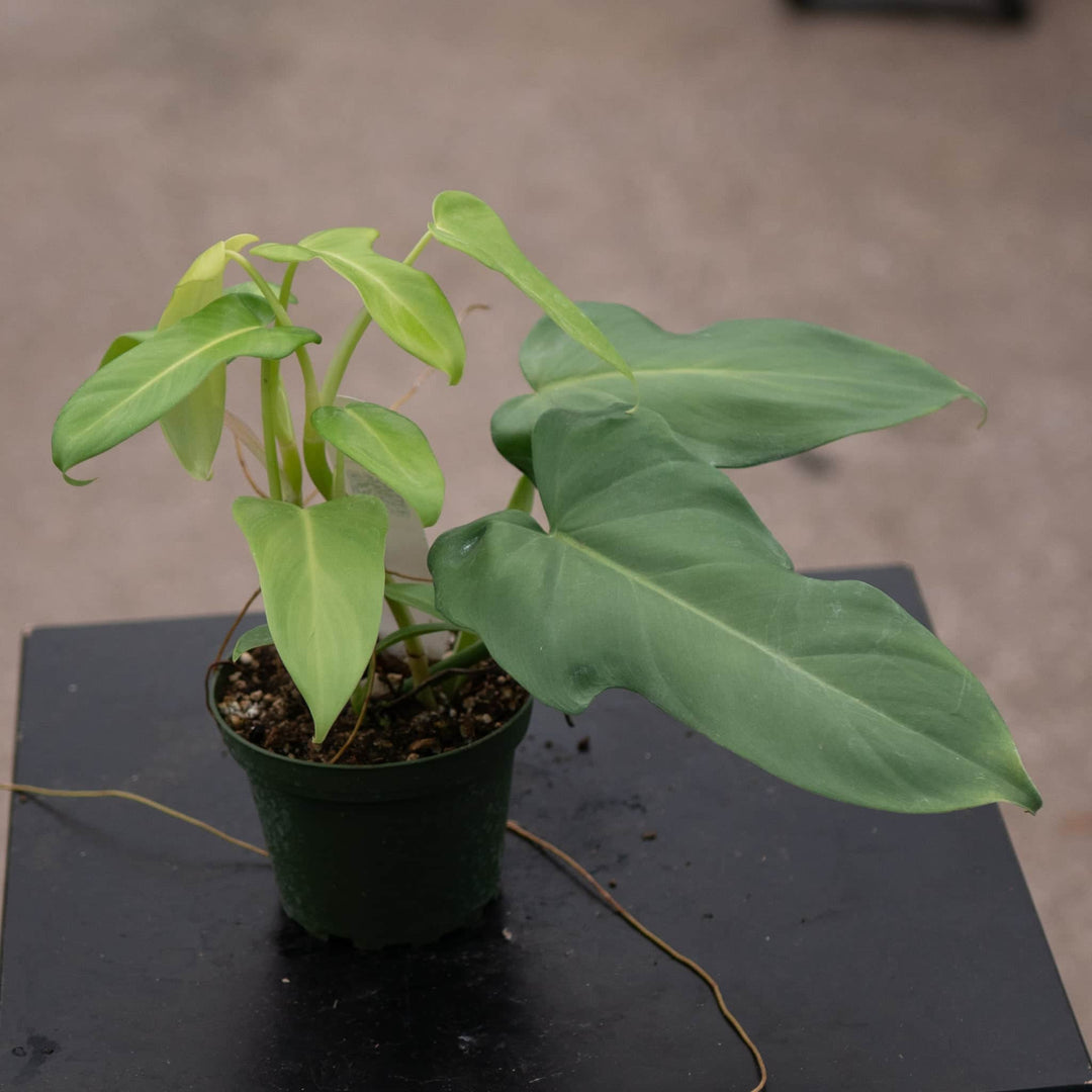 Philodendron bipennifolium aurea | Seller's Choice, Hainan Collection