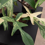 Philodendron 'Florida Beauty' | Seller's Choice, Hong Kong Collection