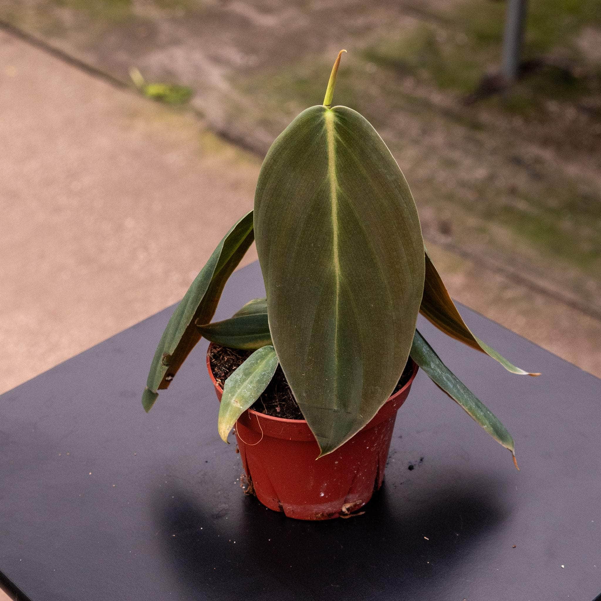 Philodendron gigas | Seller's Choice, Hong Kong Collection
