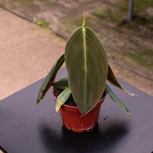 Philodendron gigas | Seller's Choice, Hong Kong Collection