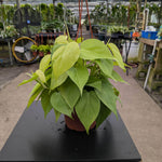 Philodendron hederaceum 'Lemon lime' | Seller's Choice, Hainan Collection