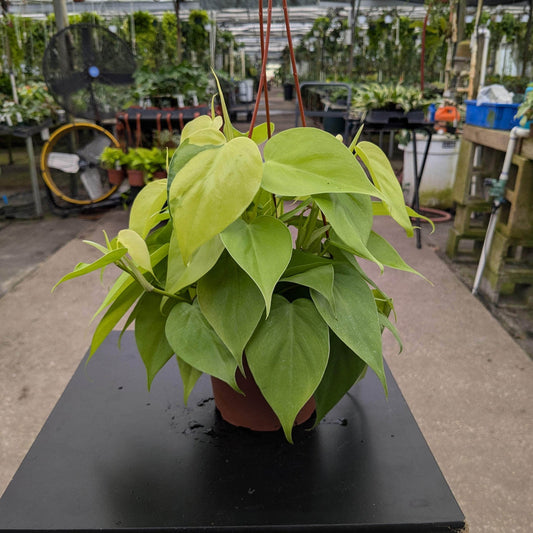 Philodendron hederaceum 'Lemon lime' | Seller's Choice, Hainan Collection