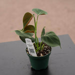 Philodendron lupinum | Seller's Choice, Hong Kong Collection