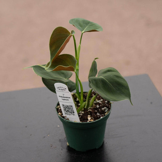 Philodendron lupinum | Seller's Choice, Hong Kong Collection